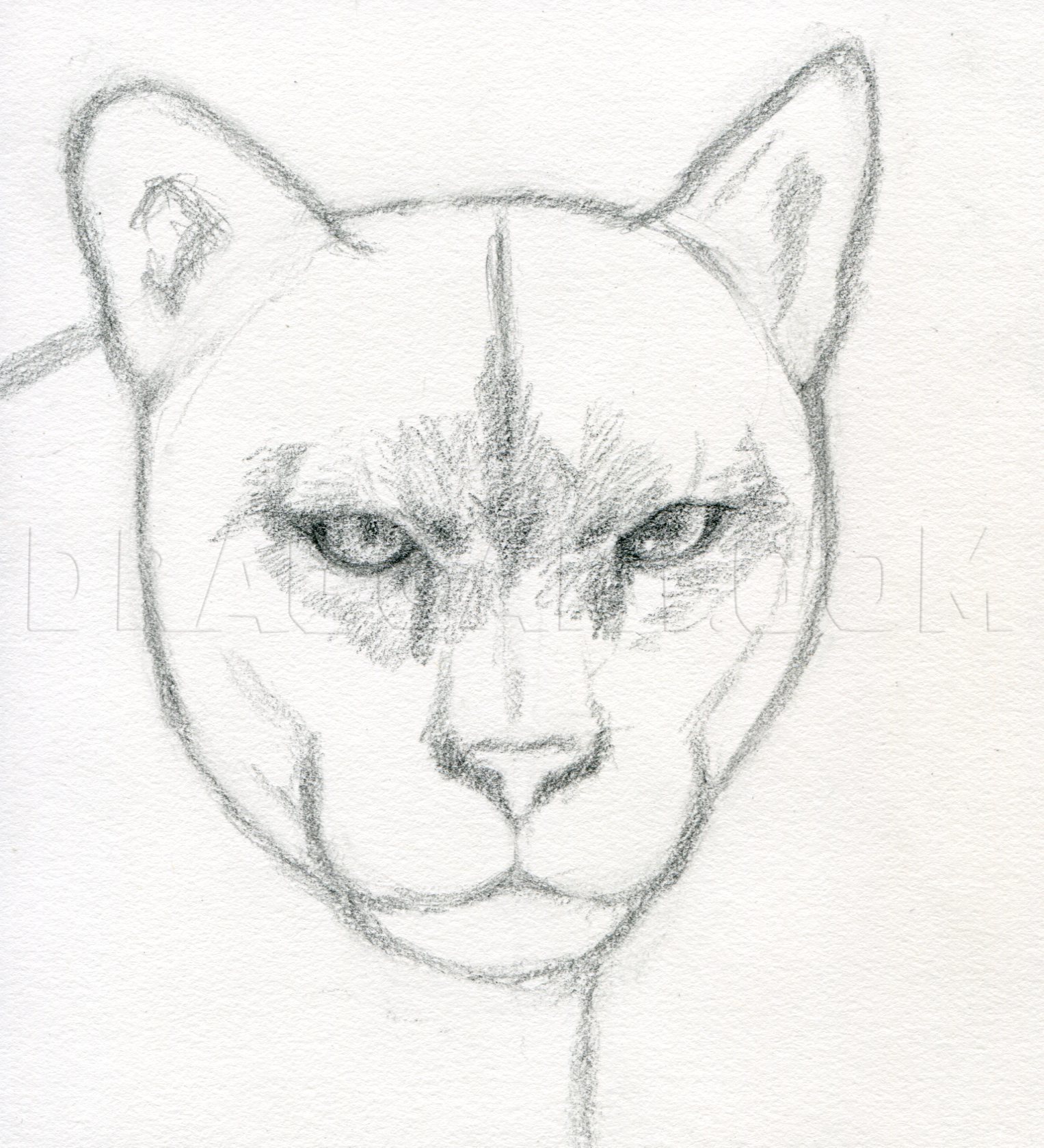 How To Draw A Realistic Puma, Mountain 