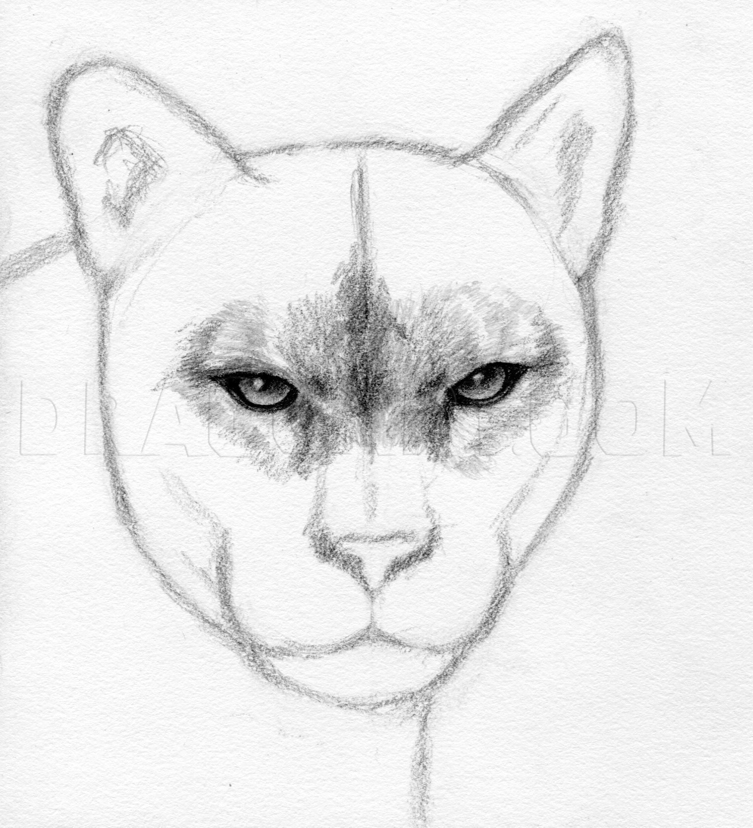 How To Draw A Realistic Puma, Mountain 