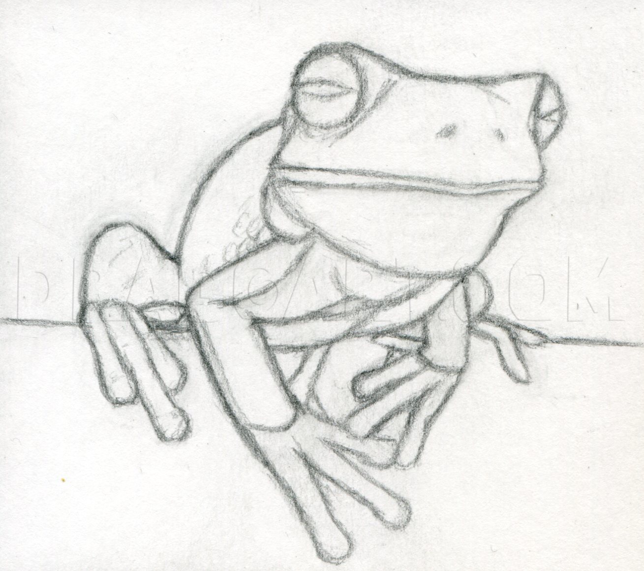 tree frog drawing