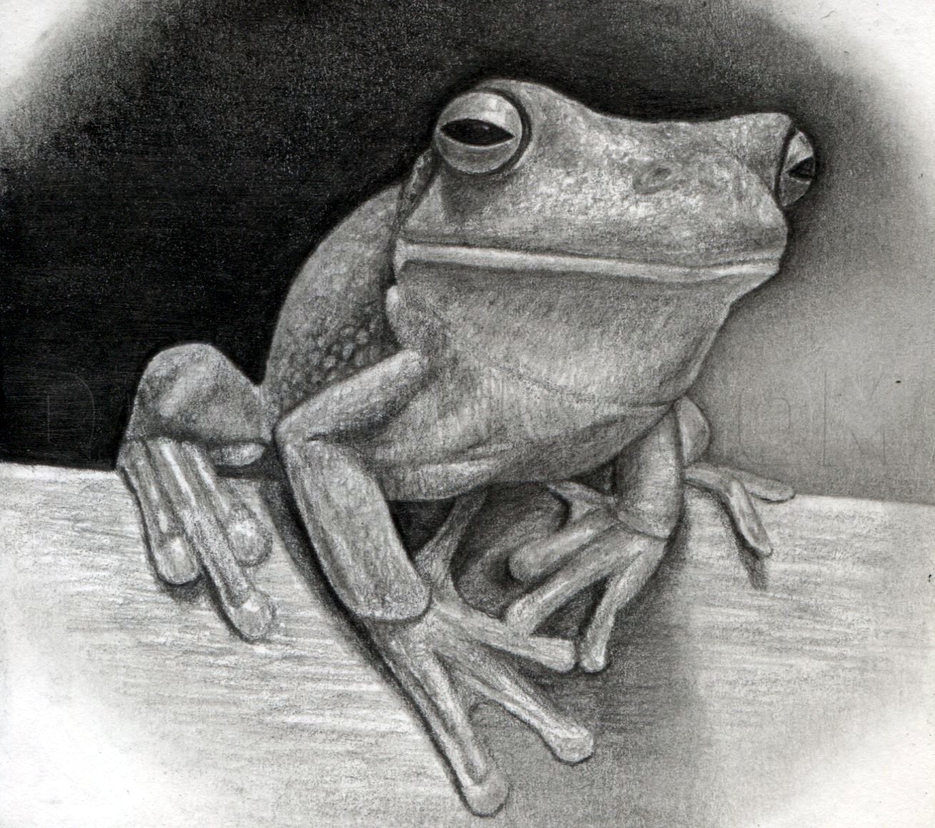 Realistic Frog Drawing