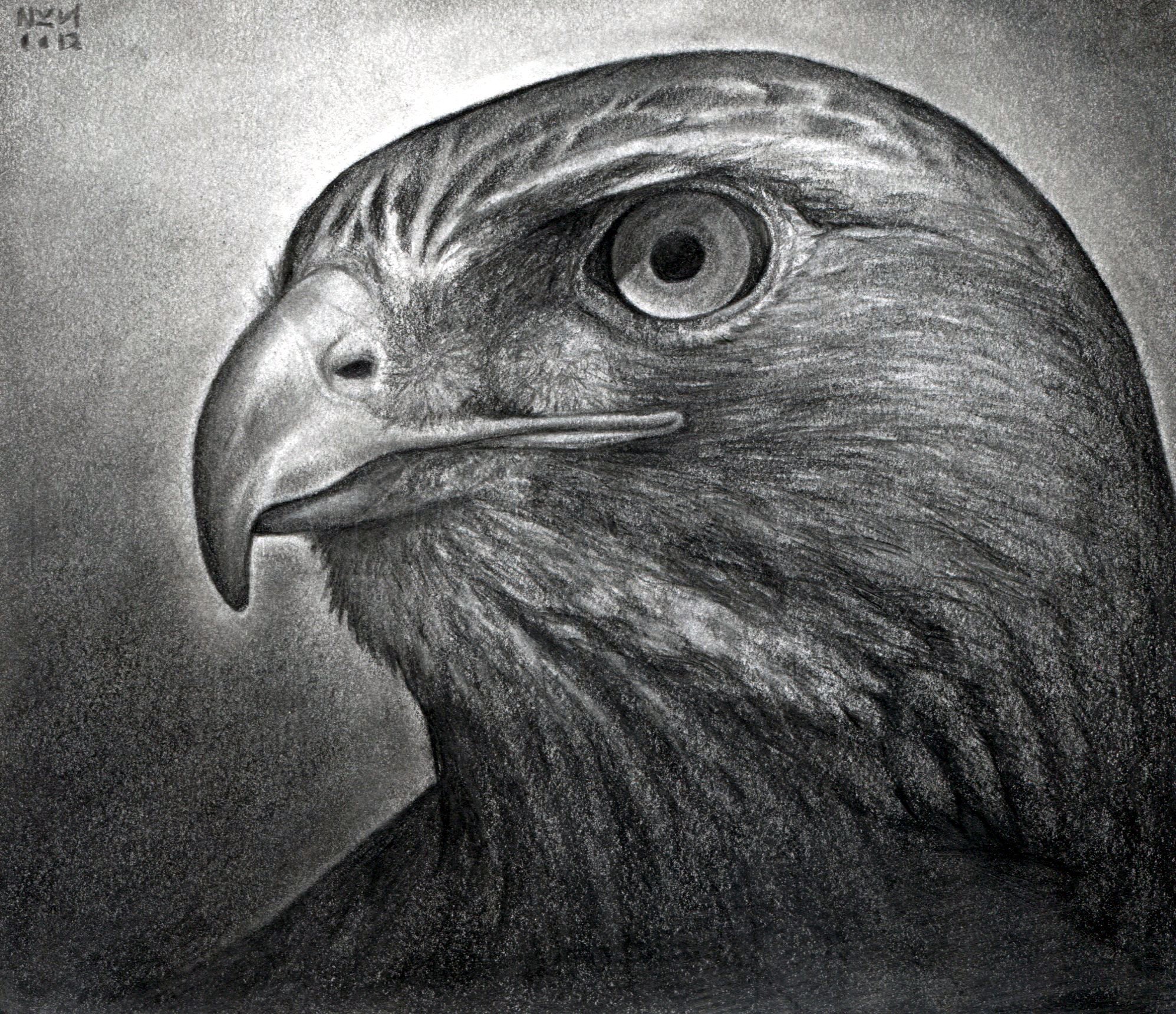 Easy hawk drawing