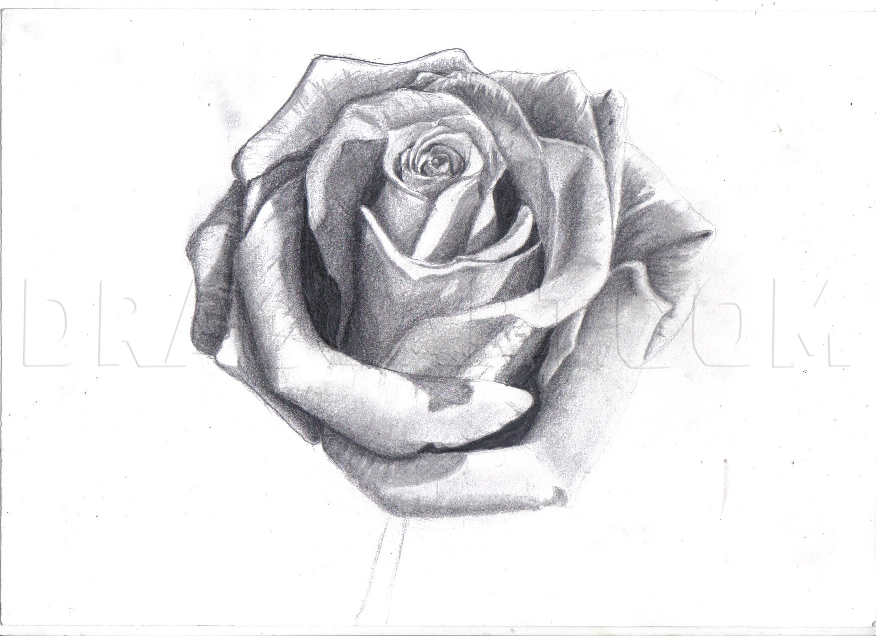 How To Draw A Rose In Pencil Draw A Realistic Rose Step By Step Drawing Guide By Duskeyes969 Dragoart Com