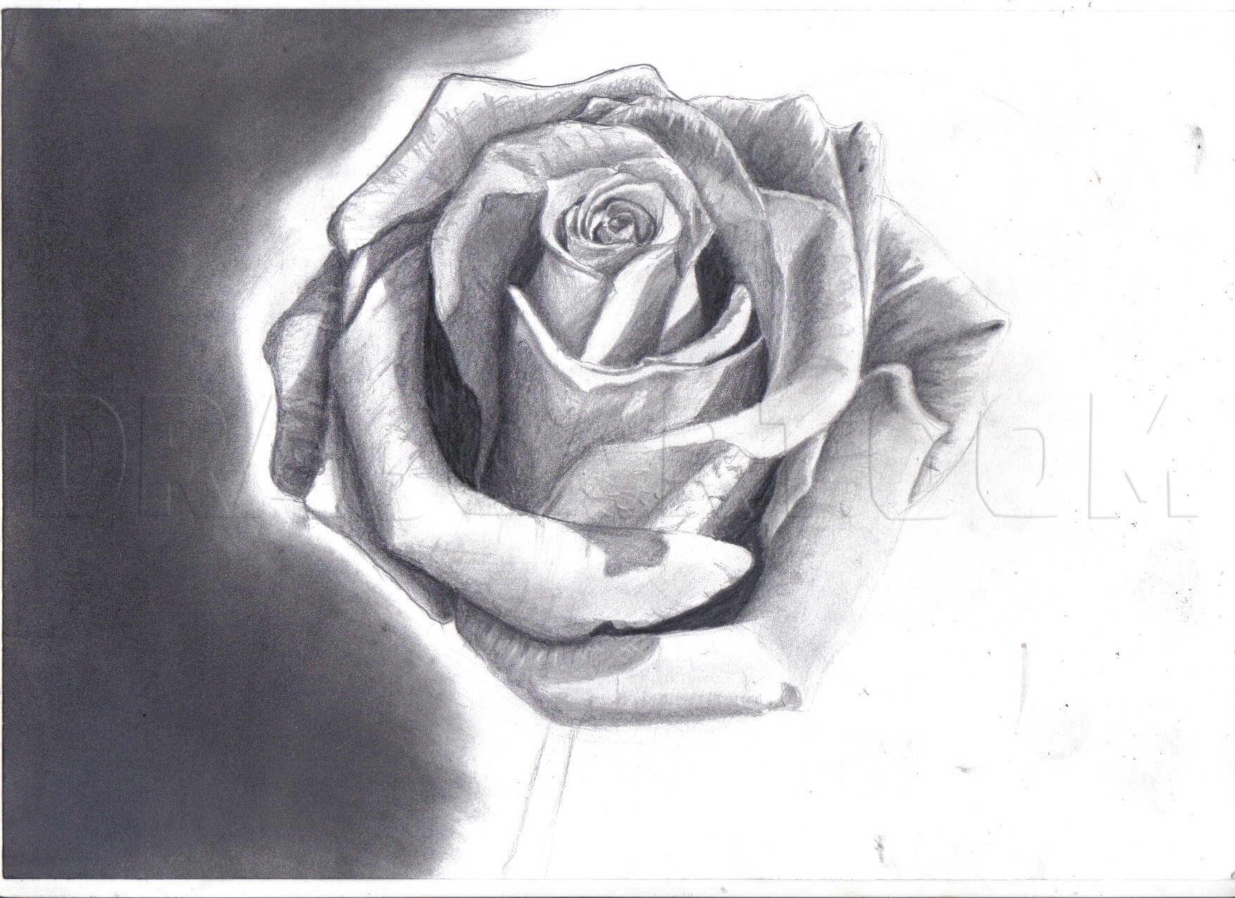 simple rose drawings in pencil