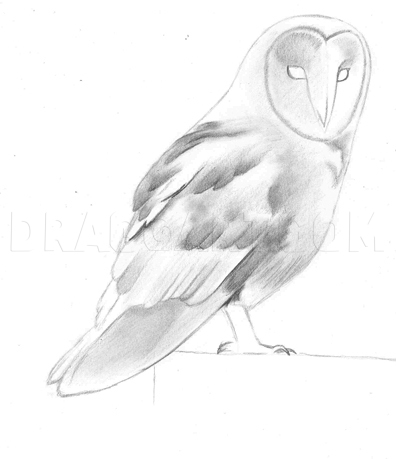 How To Draw A Barn Owl, Step by Step, Drawing Guide, by JTM93 - DragoArt