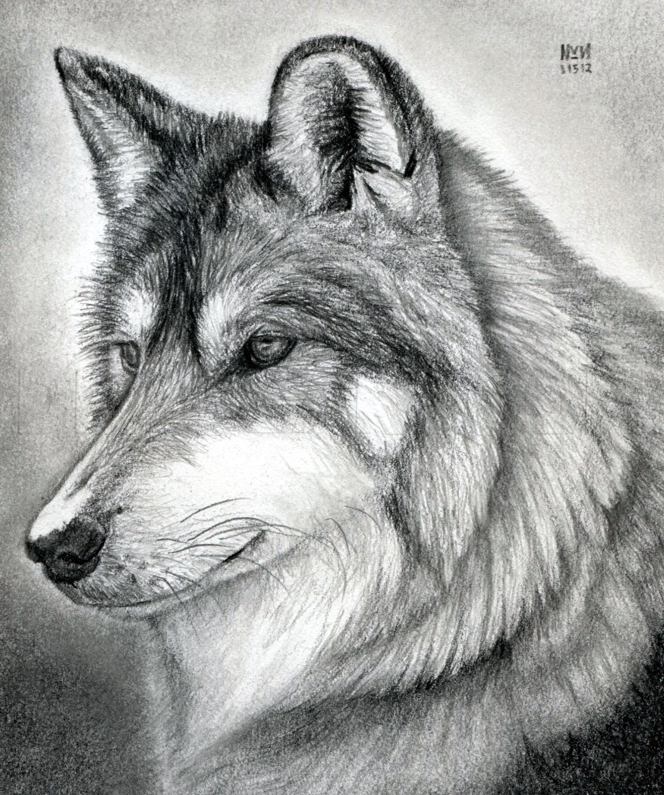 wolf face drawing