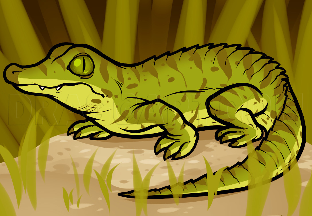 How To Draw A Baby Crocodile, Baby Crocodile, Step by Step, Drawing