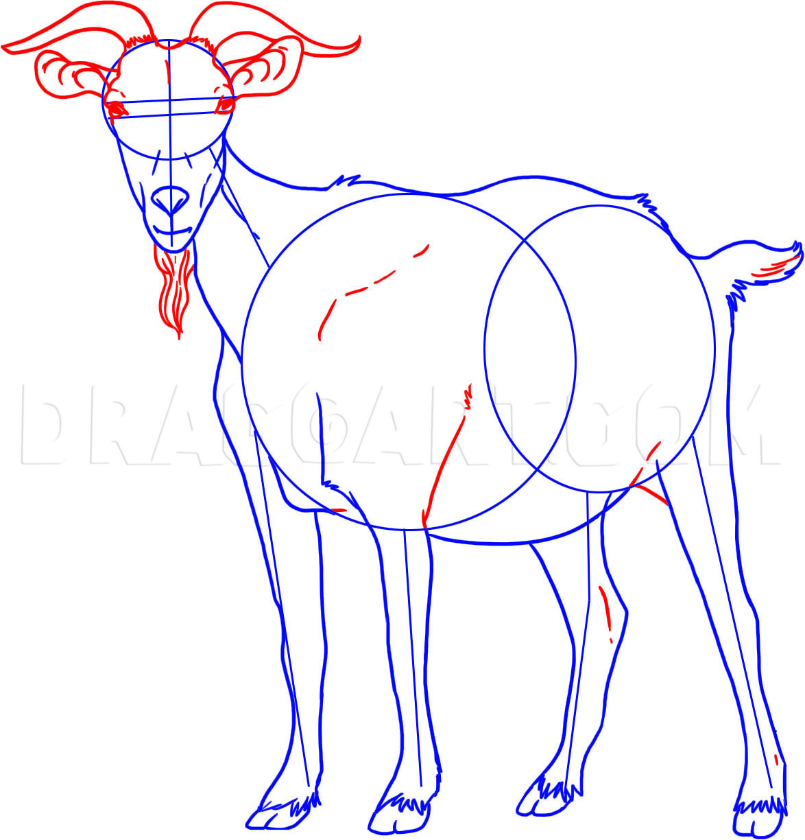 how to draw a goat step by step