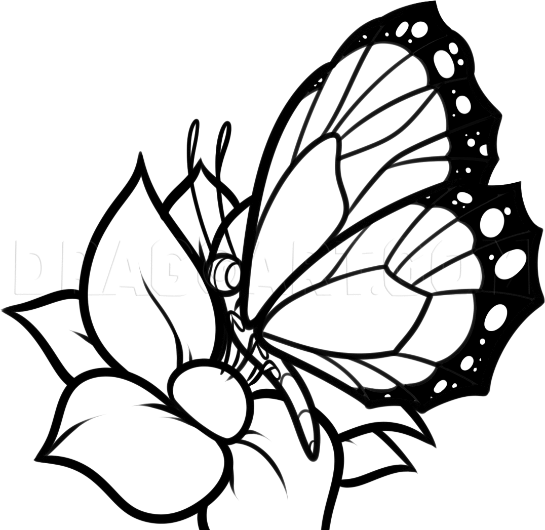 how to draw a butterfly on a flower easy