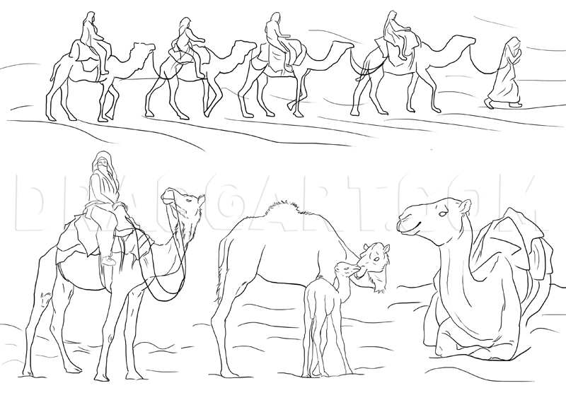 How to Draw a Camel