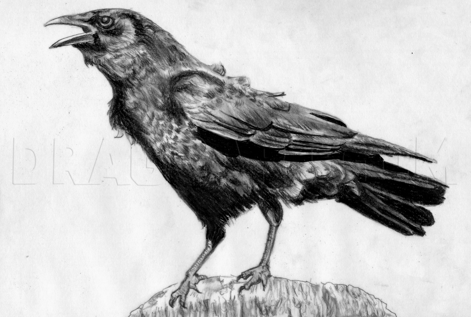 Crow Drawing