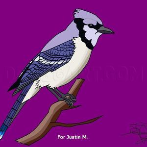 How to Draw a Blue Jay