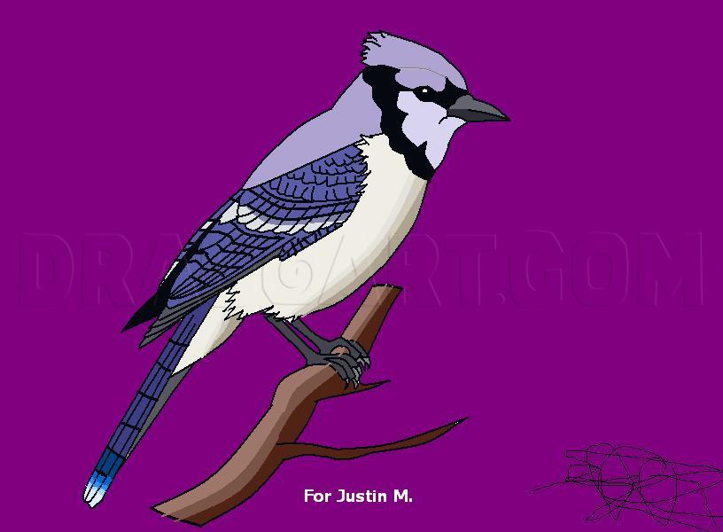 How to Draw a Blue Jay - Really Easy Drawing Tutorial