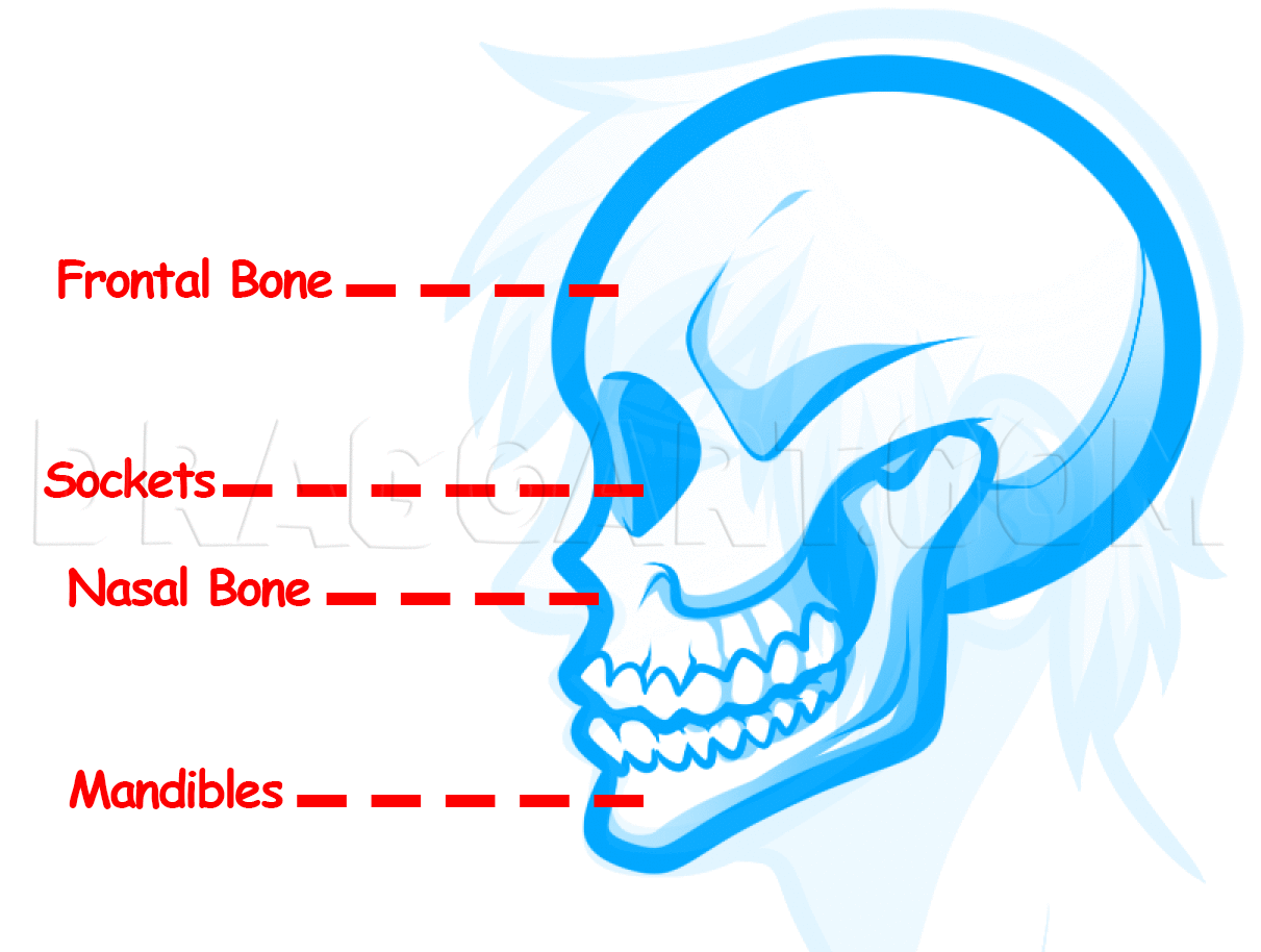 How To Draw Profile Faces Draw Anime Noses By Dawn Dragoart Com