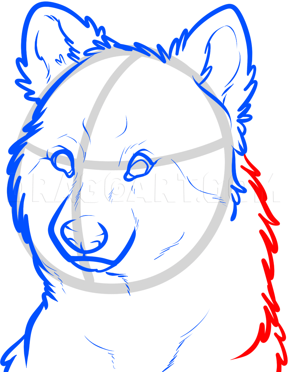 How To Draw A Wolf Face Step by Step Drawing Guide by Dawn 