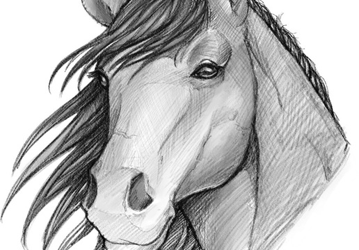 How to Draw a Realistic Horse