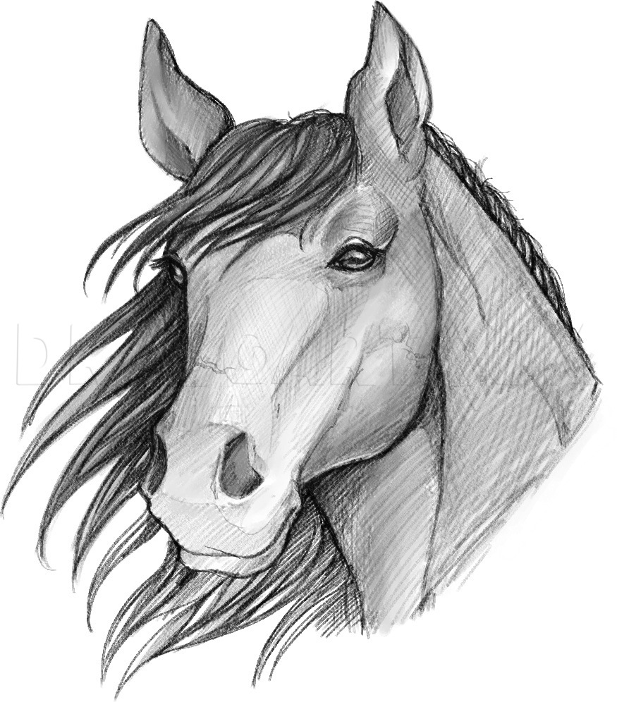 simple curly horse sketch