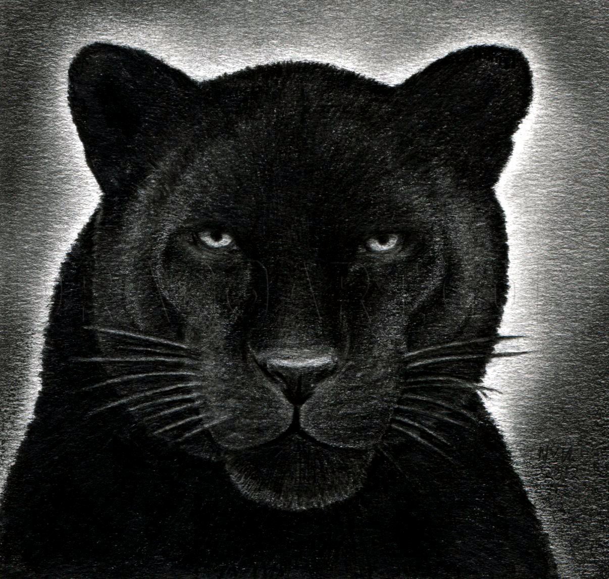 Black panther animal drawing