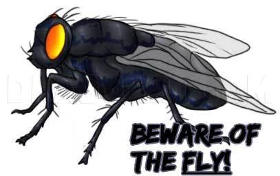 How to Draw a Fly