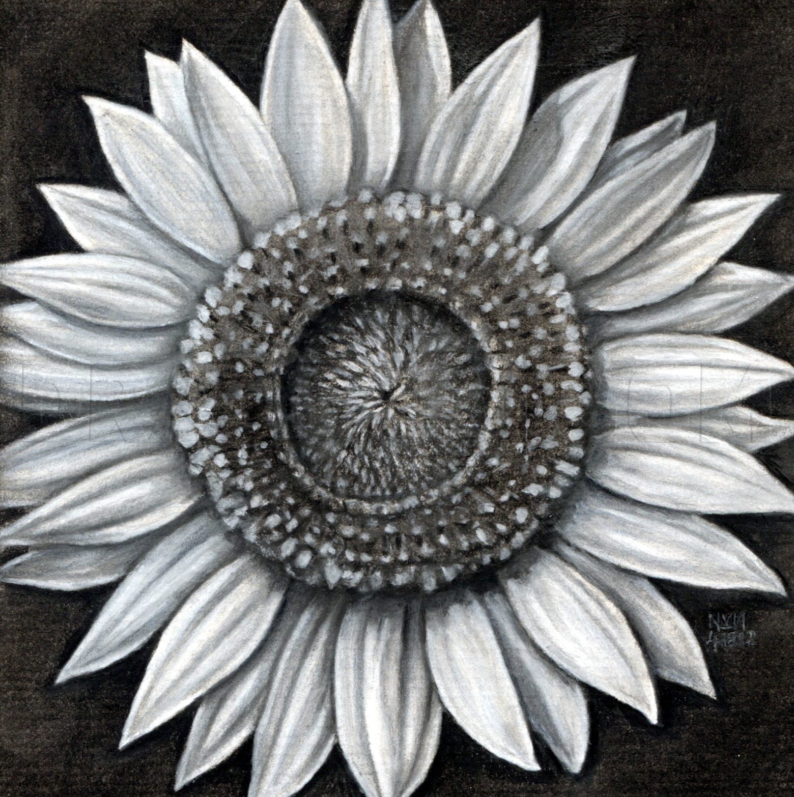 How To Draw A Sunflower Realistic Sunflower Step By Step Drawing Guide By Finalprodigy Dragoart Com