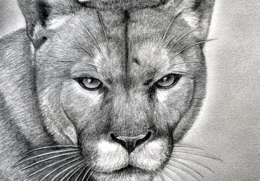 How To Draw Animals Step By Step Trending Difficulty Hard Dragoart Com