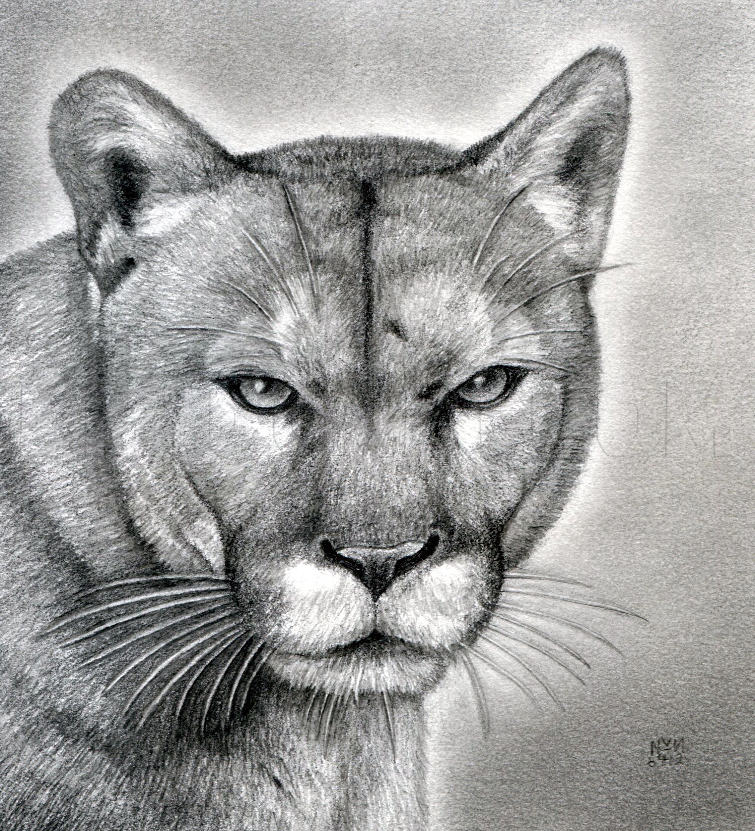 detailed lion drawings in pencil