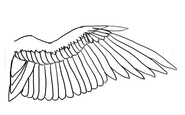 dove wings drawing