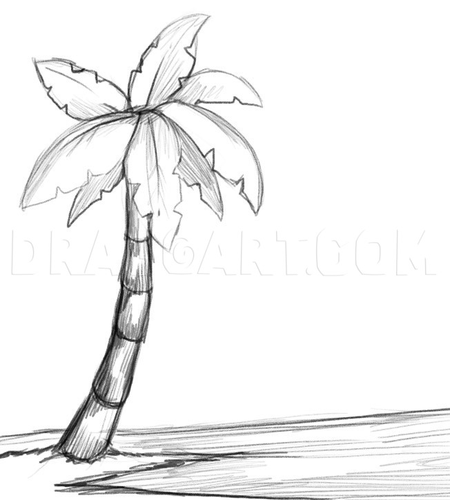 palm tree drawing outline