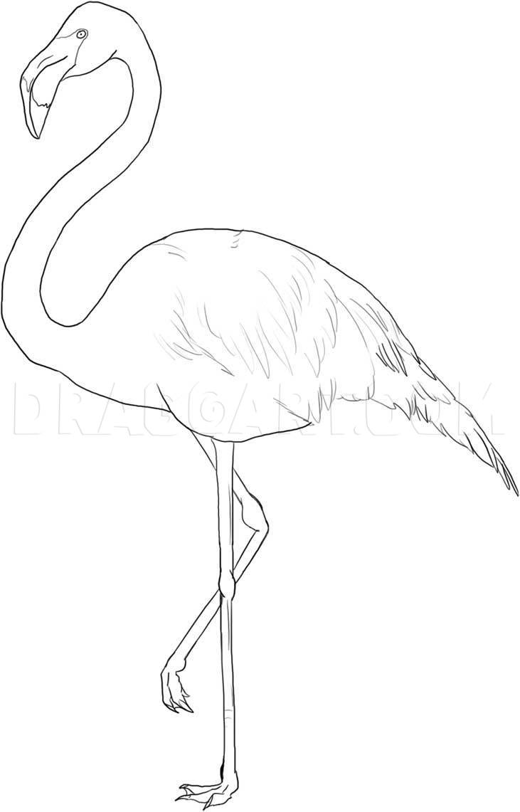 flamingo easy drawing