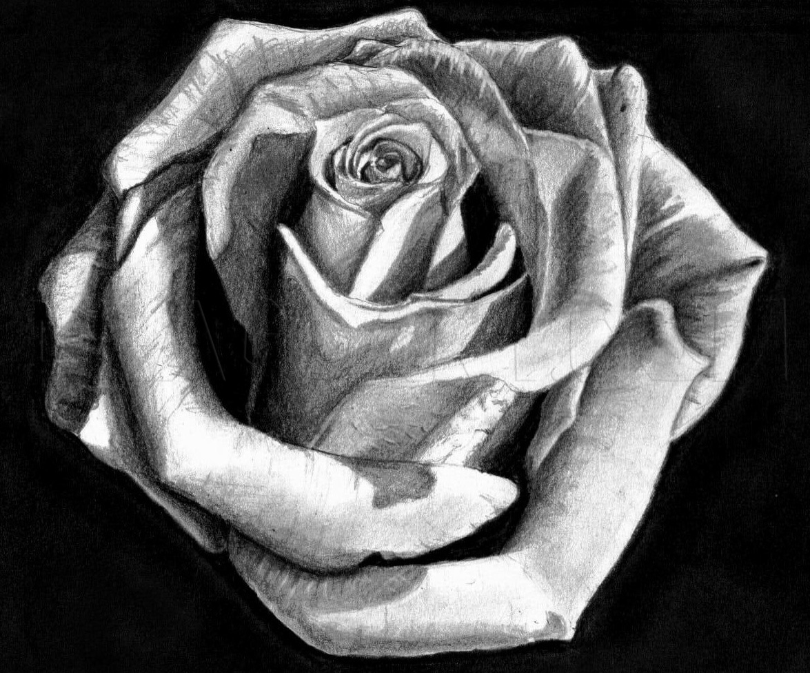 easy rose flower color pencil drawing