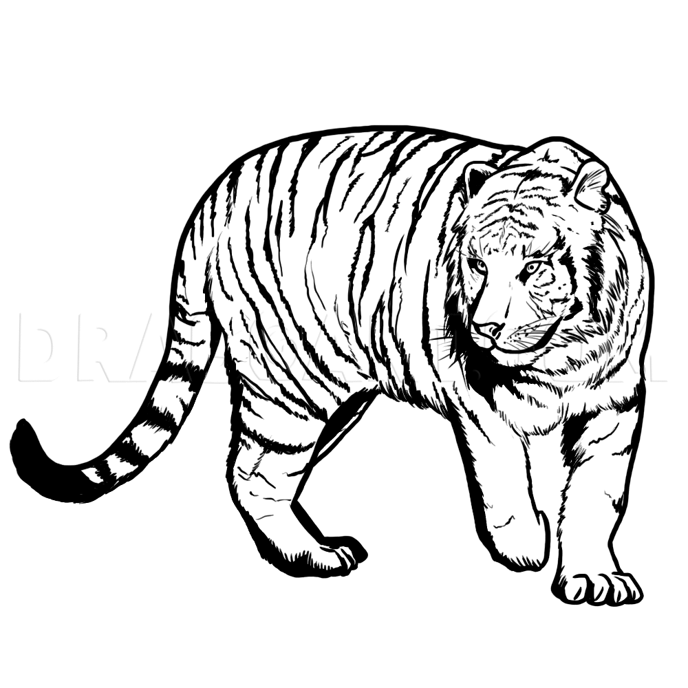 Featured image of post Dragoart How To Draw A Tiger