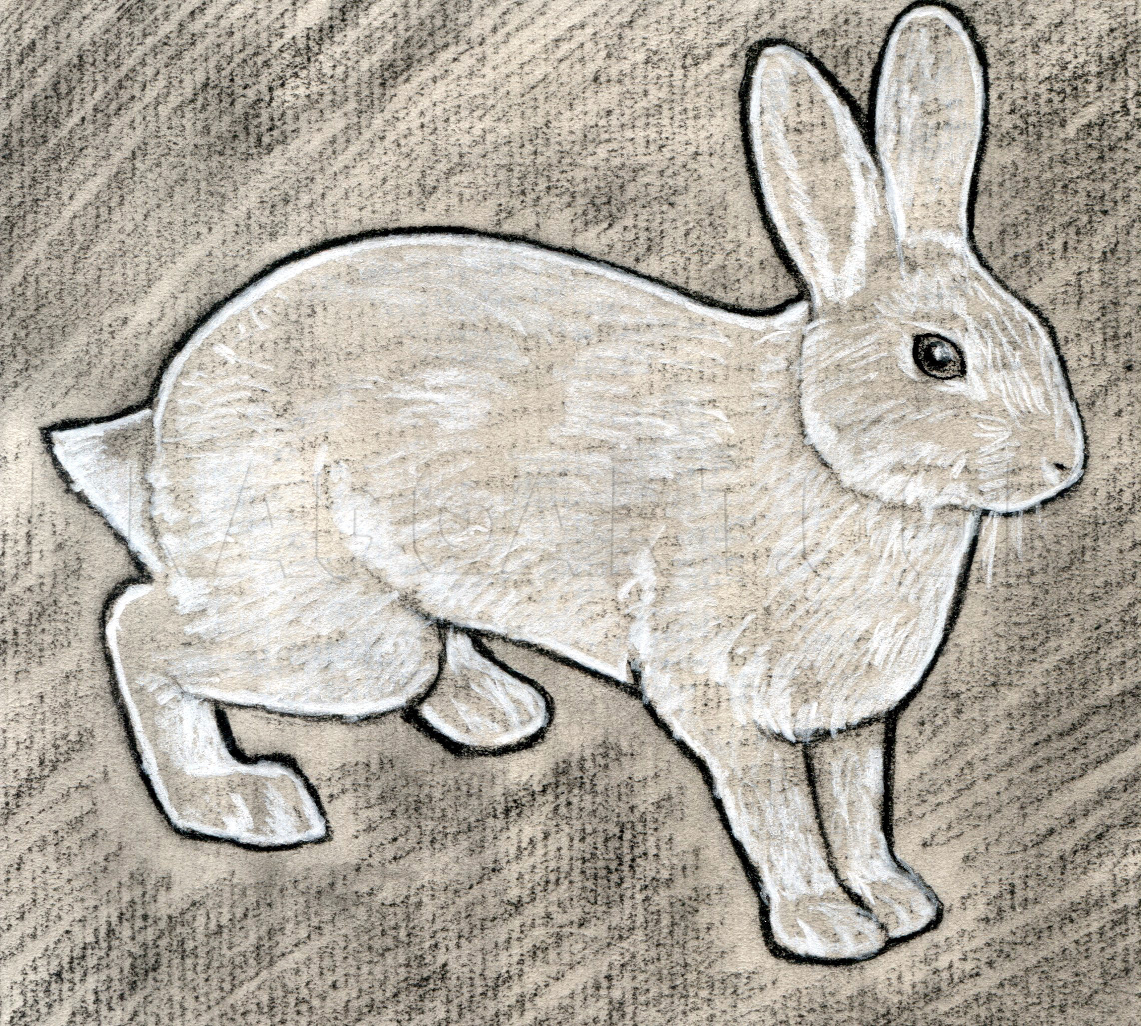 How To Sketch A Rabbit, Step by Step, Drawing Guide, by finalprodigy