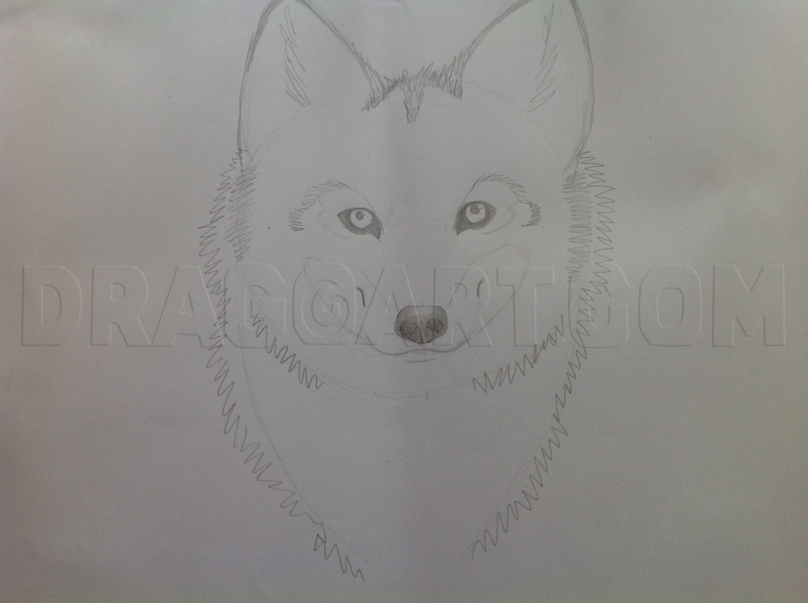 How To Draw A Wolf Head, Coloured, Step by Step, Drawing Guide, by