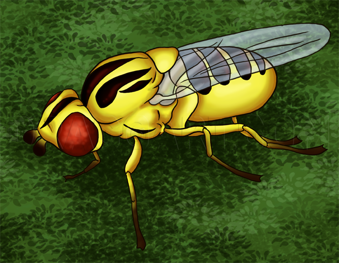 How to Draw Flies