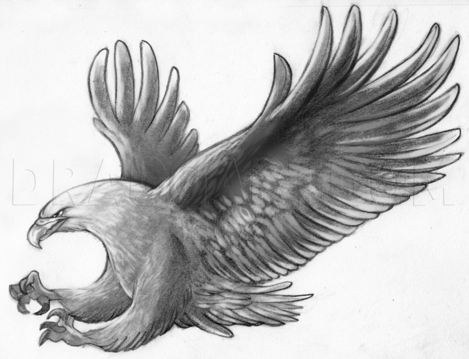 How To Sketch An Eagle In Pencil Draw An Eagle Bird by 