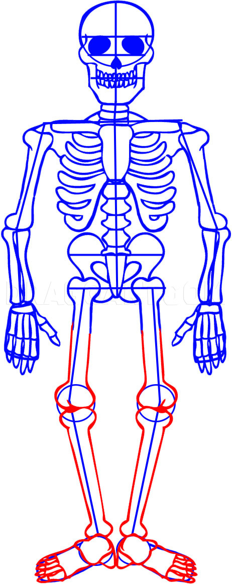 skeleton leg drawing