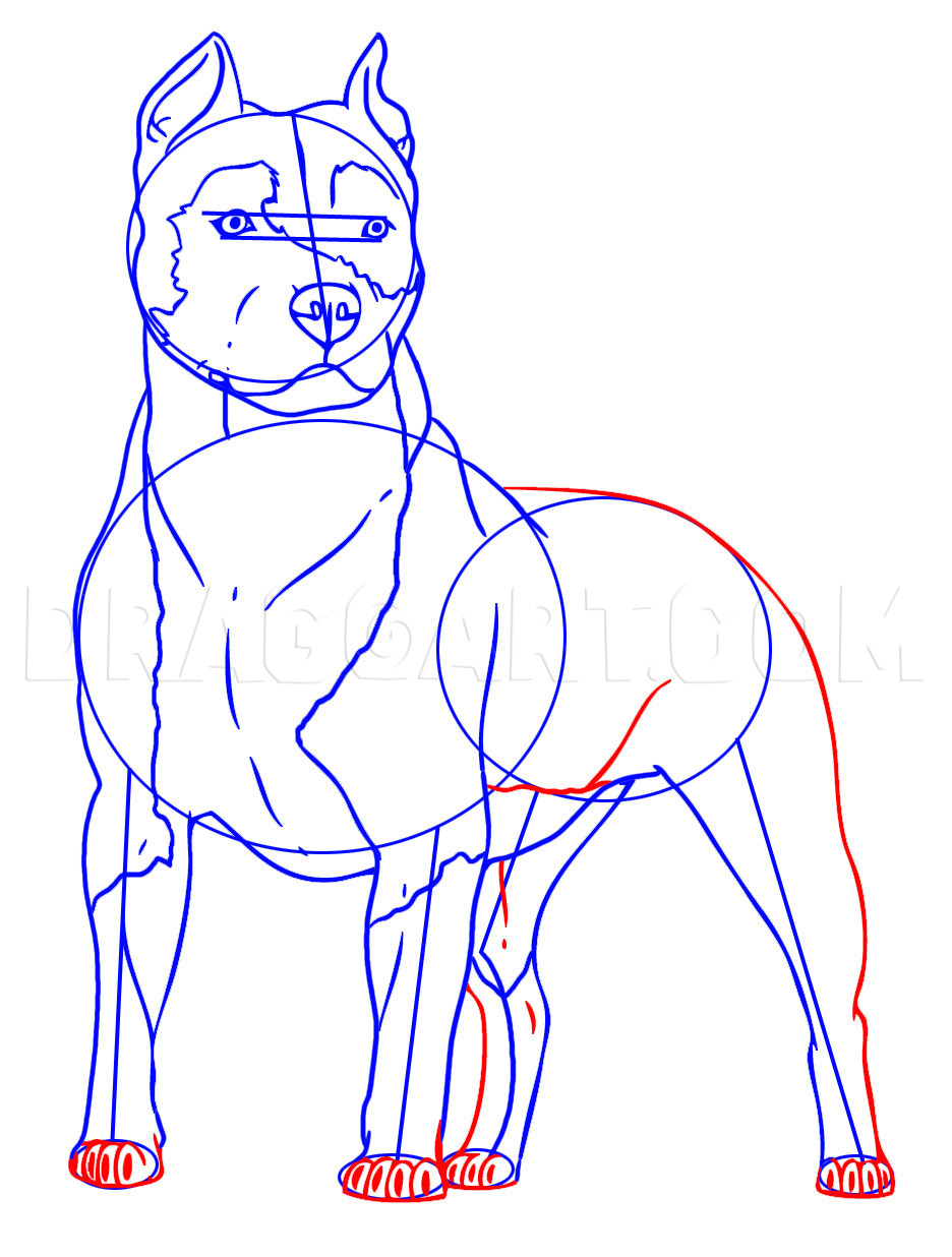 how to draw a mean pitbull