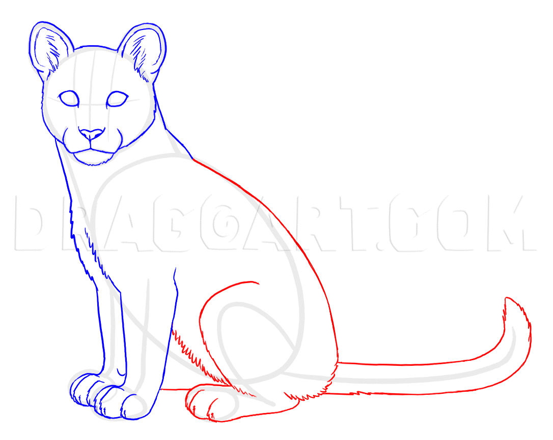 coloring pages of mountain lions