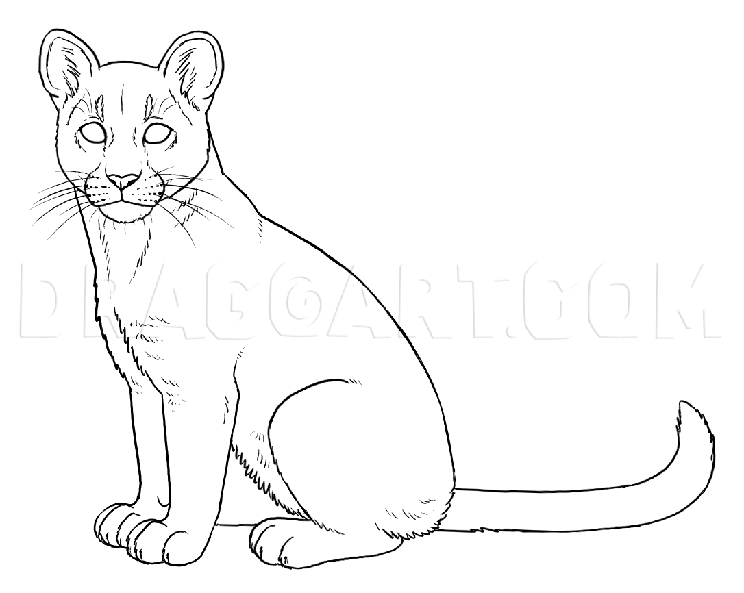 How To Draw Cougars Mountain Lion Coloring Page Trace Drawing