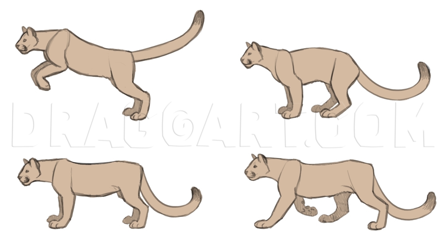 How To Draw Cougars Mountain Lion Step By Step Drawing Guide By Makangeni Dragoart Com