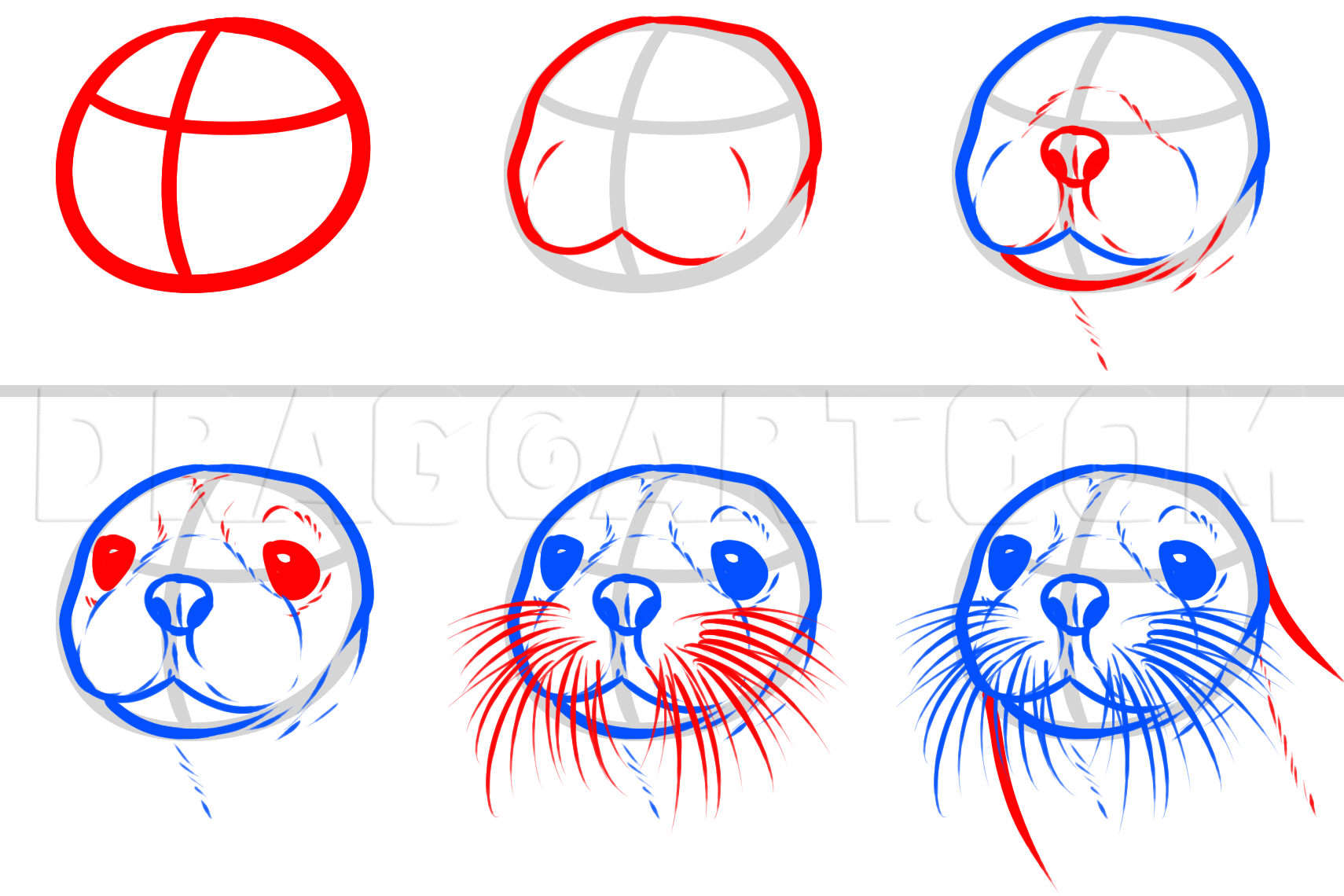 How To Draw A Sea Lion, Sea Lion, Step by Step, Drawing Guide, by Dawn