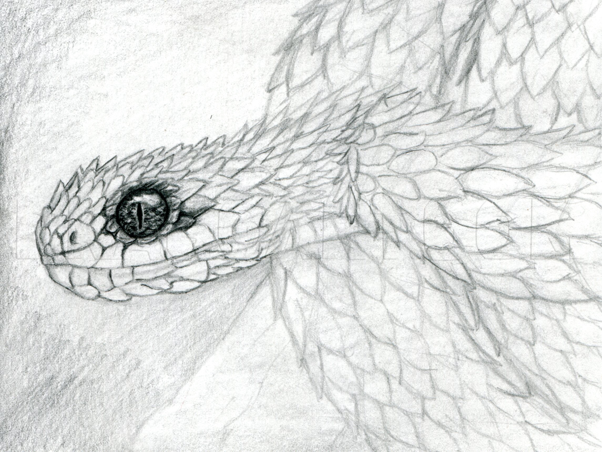 bush viper drawing