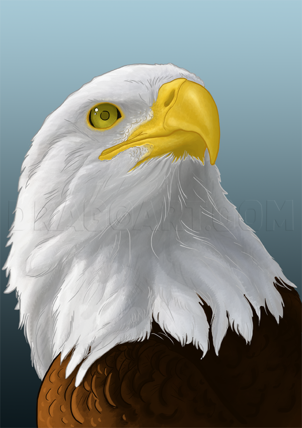 How To Draw Eagles, Draw Bald Eagles, Step by Step, Drawing Guide, by