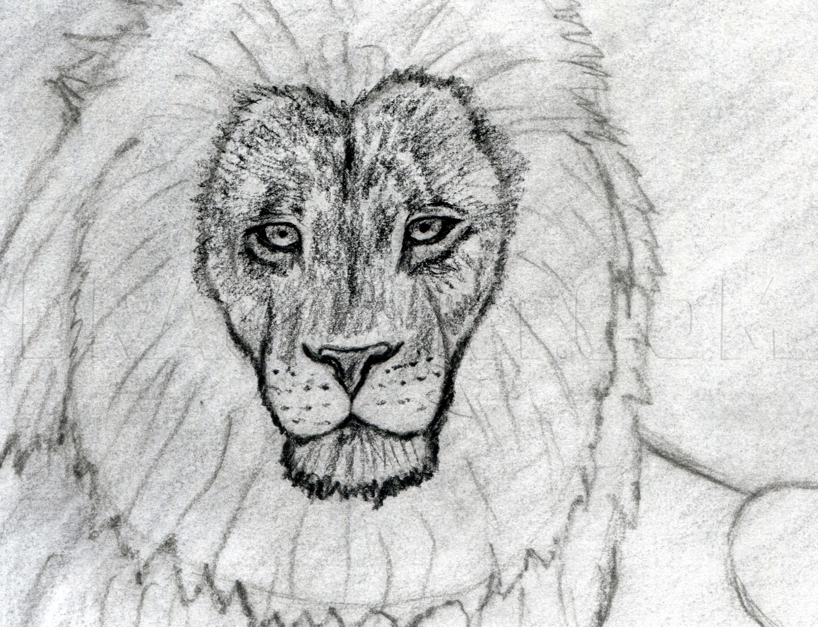 How To Sketch A Lion, Step by Step, Drawing Guide, by finalprodigy