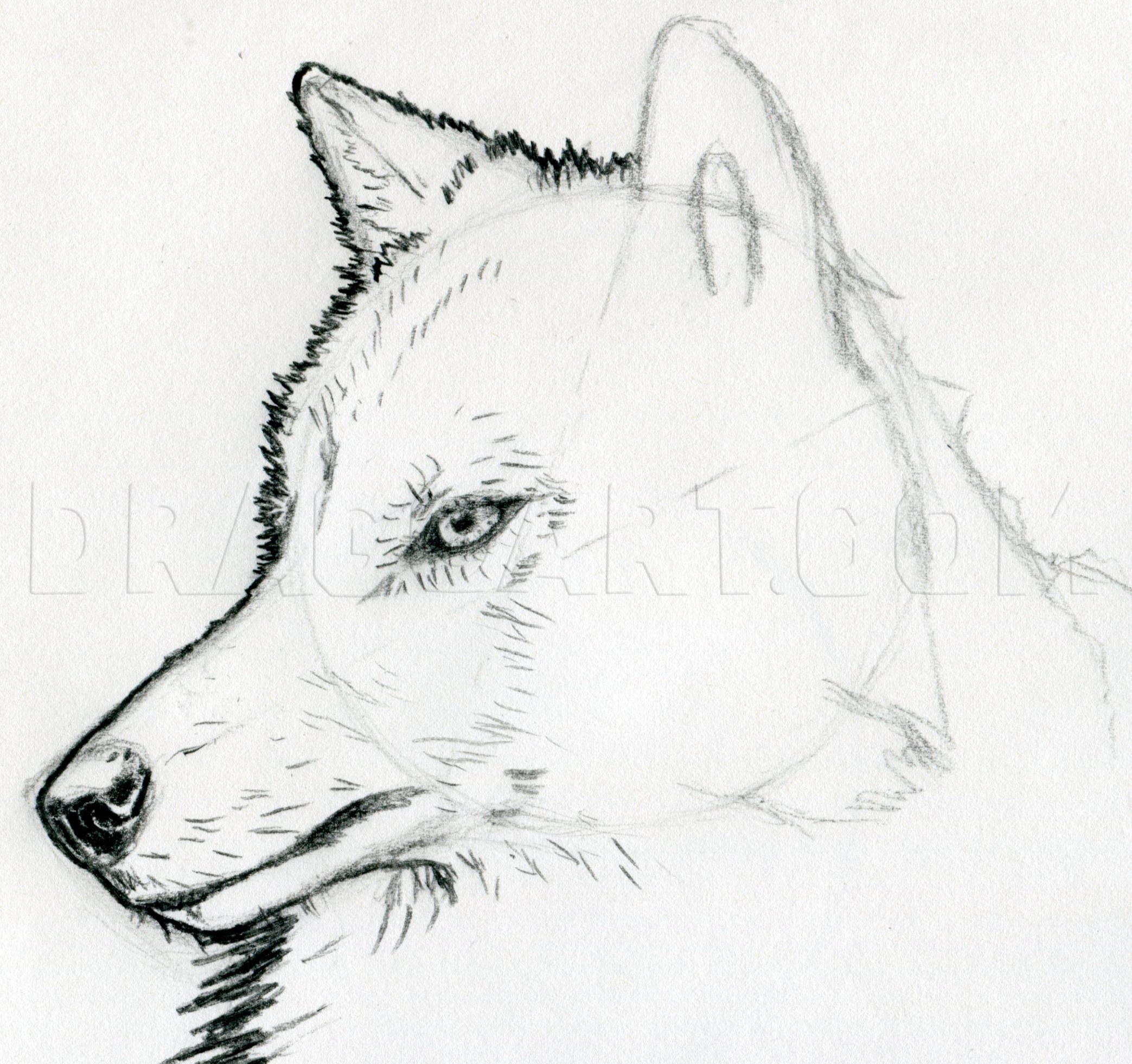 black and white wolf outline