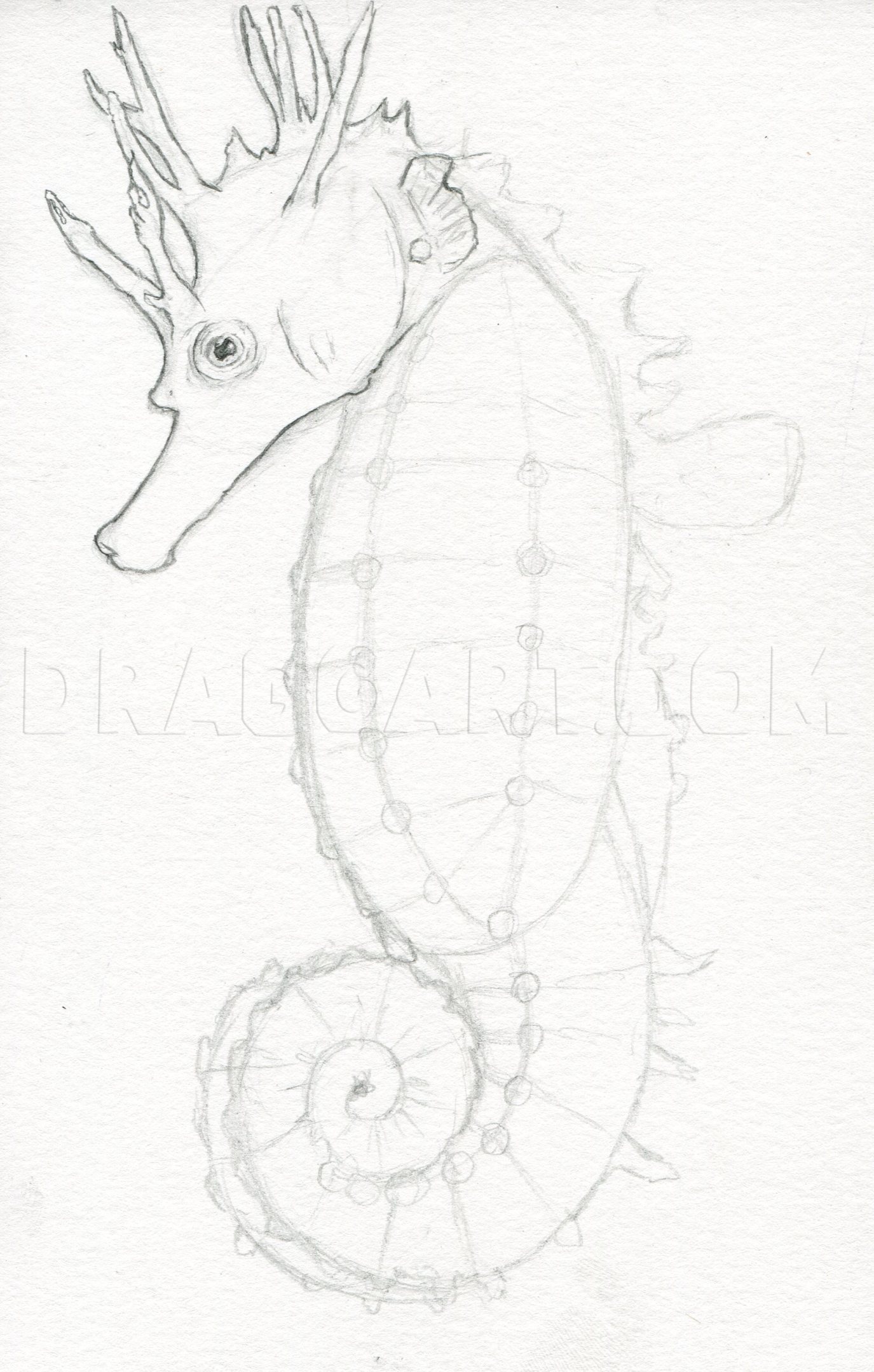 How To Draw A Realistic Seahorse, Spiny Seahorse, Step by Step, Drawing