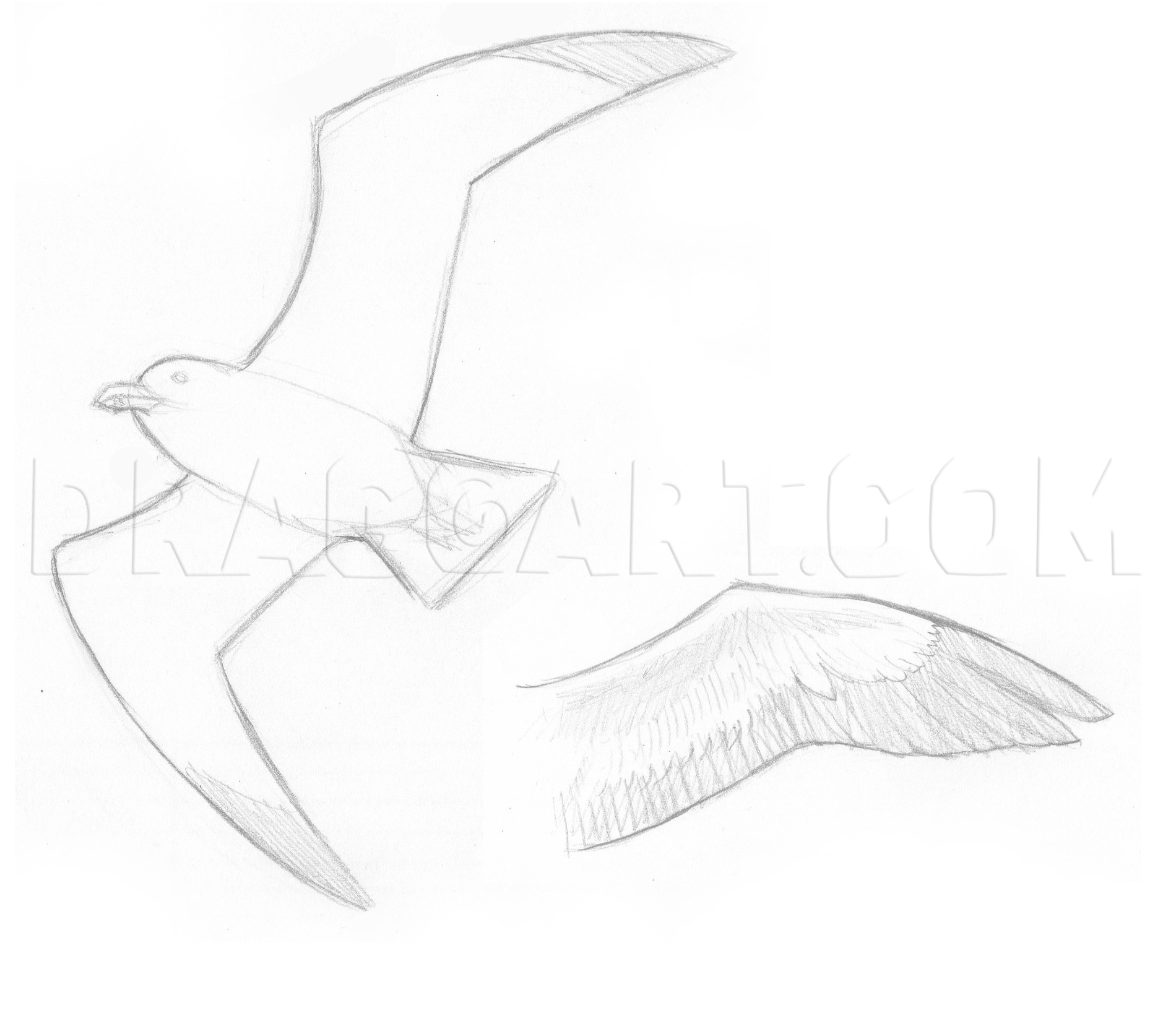 How To Draw Seagulls Step By Step Drawing Guide By Makangeni Dragoart Com