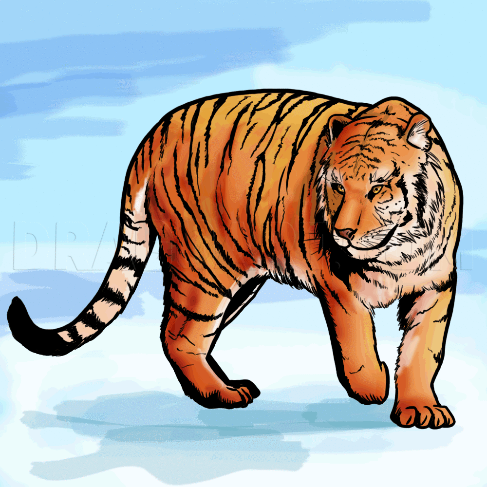 malayan tiger drawing