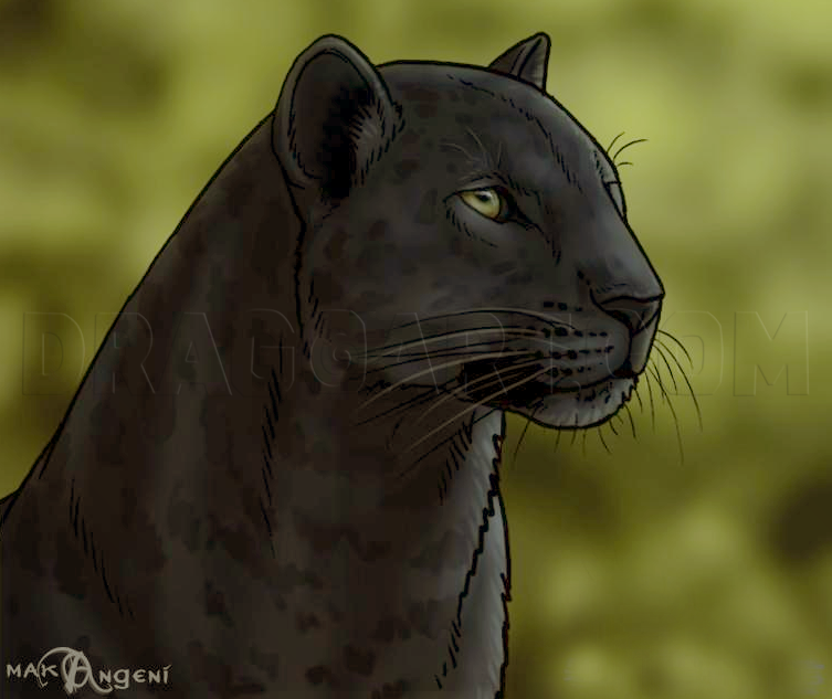 panther drawing