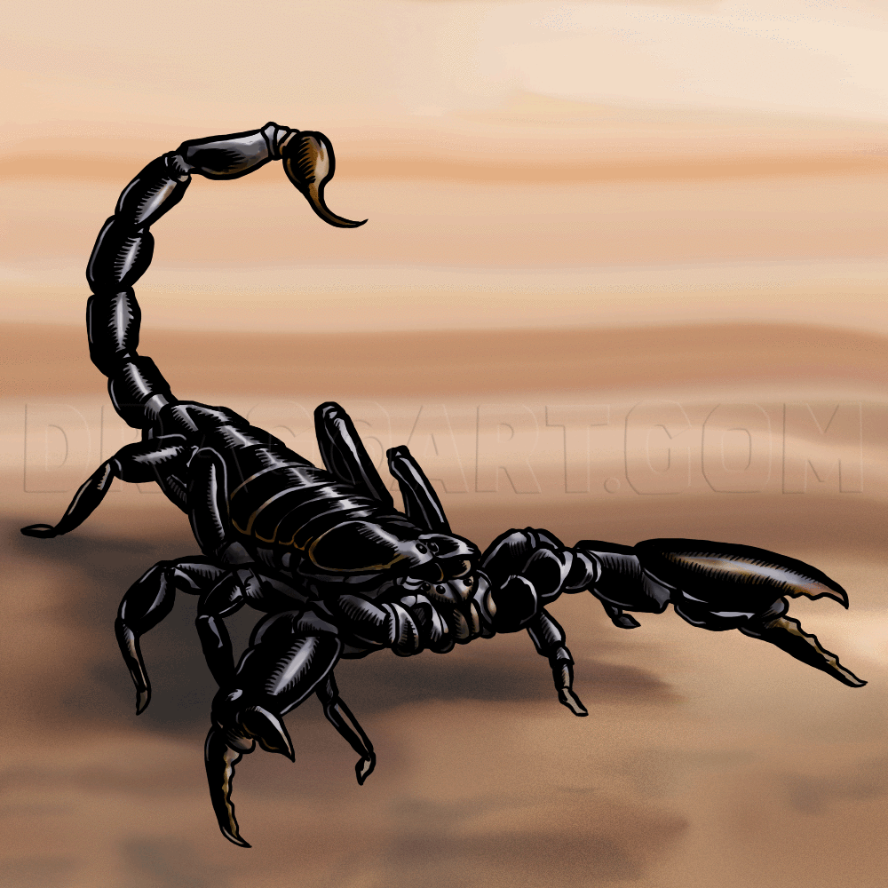 How To Draw Scorpions Step By Step Drawing Guide By MichaelY DragoArt