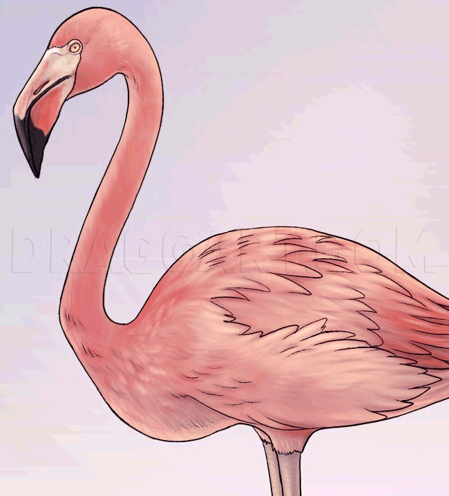 sketch flamingo